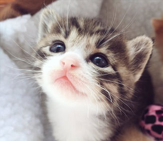 測(cè)繪CAD丨批量標(biāo)注坐標(biāo)，你不需要嗎？